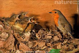 Attēlu rezultāti vaicājumam “Erithacus rubecula nest”