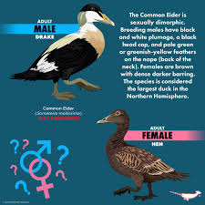 Attēlu rezultāti vaicājumam “Somateria mollissima male”