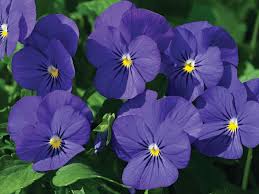 Image result for Viola cornuta
