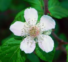 Attēlu rezultāti vaicājumam “Rubus plicatus flower”