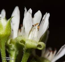 Attēlu rezultāti vaicājumam “Rubus saxatilis flower”