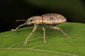 Attēlu rezultāti vaicājumam “Curculionidae”