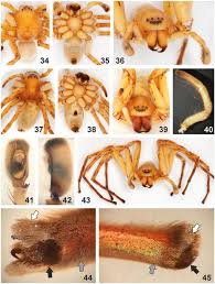 Attēlu rezultāti vaicājumam “Sparassidae”