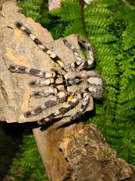 Attēlu rezultāti vaicājumam “Polypogon tentacularius male”