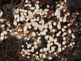 Attēlu rezultāti vaicājumam “Henningsomyces candidus”