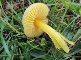 Attēlu rezultāti vaicājumam “Hygrocybe sp.”