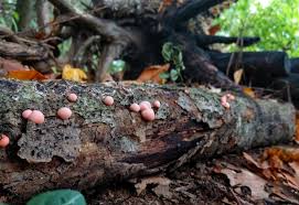 Attēlu rezultāti vaicājumam “Lycogala flavofuscum sessile”