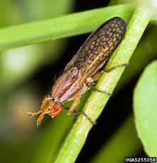 Attēlu rezultāti vaicājumam “Sciomyzidae”