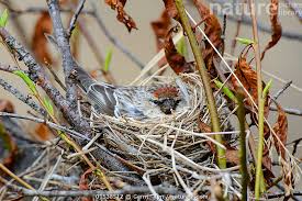 Attēlu rezultāti vaicājumam “Carduelis flammea”