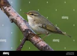 Image result for Phylloscopus borealis