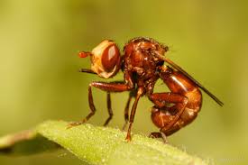 Attēlu rezultāti vaicājumam “Conopidae”
