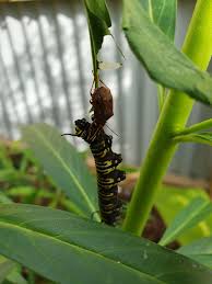 Image result for monarch caterpillar