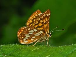 Attēlu rezultāti vaicājumam “Hamearis lucina”