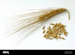 Attēlu rezultāti vaicājumam “Hordeum vulgare”