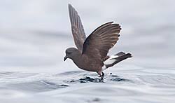 Image result for Oceanites oceanicus