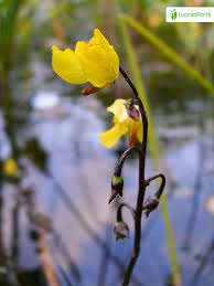 Attēlu rezultāti vaicājumam “Utricularia vulgaris flower”