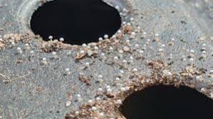 Attēlu rezultāti vaicājumam “Didymium aggregatum”