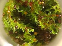 Attēlu rezultāti vaicājumam “Palustriella commutata sporophyte”