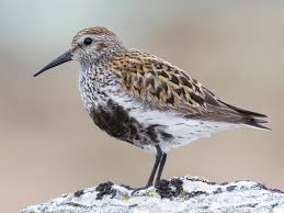Attēlu rezultāti vaicājumam “Calidris ferruginea”