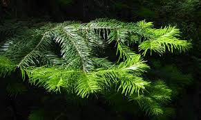 Attēlu rezultāti vaicājumam “Abies sibirica”