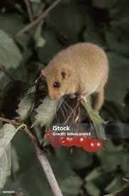 Attēlu rezultāti vaicājumam “Muscardinus avellanarius”