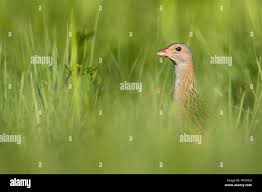 Attēlu rezultāti vaicājumam “Crex crex adult”