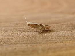 Attēlu rezultāti vaicājumam “Argyresthia pruniella”