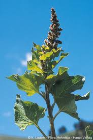 Attēlu rezultāti vaicājumam “Chenopodium bonus-henricus leaf”