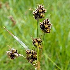 Attēlu rezultāti vaicājumam “Luzula campestris fruit”