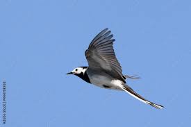 Image result for Motacilla alba
