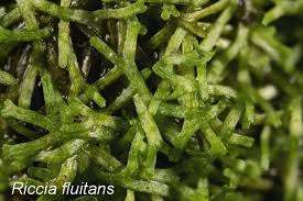 Attēlu rezultāti vaicājumam “Ptilidium pulcherrimum sporophyte”