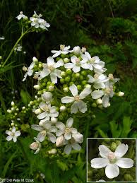 Attēlu rezultāti vaicājumam “Carex dioica male flower”