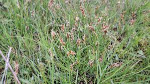 Attēlu rezultāti vaicājumam “Blysmus compressus”