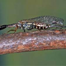 Attēlu rezultāti vaicājumam “Raphidia larva”