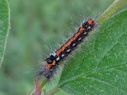 Attēlu rezultāti vaicājumam “Euproctis similis imago”