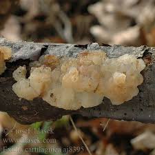 Attēlu rezultāti vaicājumam “Exidia cartilaginea”