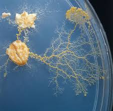 Attēlu rezultāti vaicājumam “Physarum obscurum sessile”