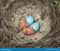 Attēlu rezultāti vaicājumam “Turdus philomelos nest”