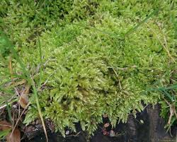 Attēlu rezultāti vaicājumam “Brachytheciastrum velutinum”