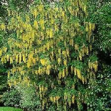 Attēlu rezultāti vaicājumam “Laburnum alpinum flower”