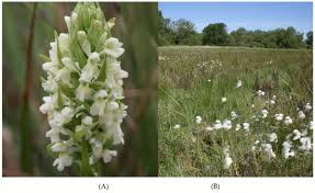Attēlu rezultāti vaicājumam “Dactylorhiza ochroleuca leaf”