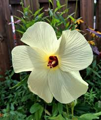 Image result for Abelmoschus moschatus