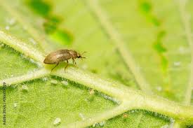 Attēlu rezultāti vaicājumam “Byturidae”