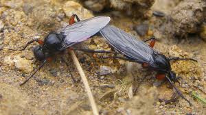 Attēlu rezultāti vaicājumam “Bibionidae female”