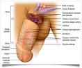 CaliPlus - Erectile Dysfunction Treatment