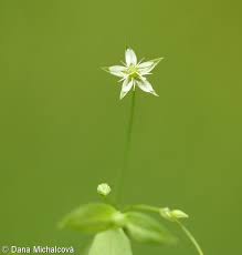 Attēlu rezultāti vaicājumam “Stellaria uliginosa”