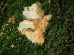 Attēlu rezultāti vaicājumam “Antrodiella serpula”