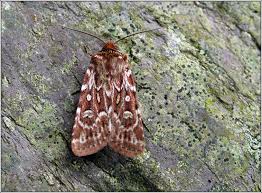 Attēlu rezultāti vaicājumam “Lycophotia porphyrea”