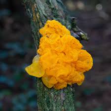 Attēlu rezultāti vaicājumam “Taphrina betulina”