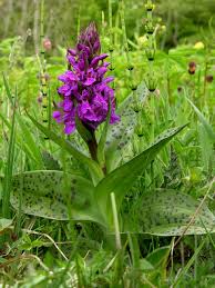 Attēlu rezultāti vaicājumam “Dactylorhiza majalis subsp. baltica bud”